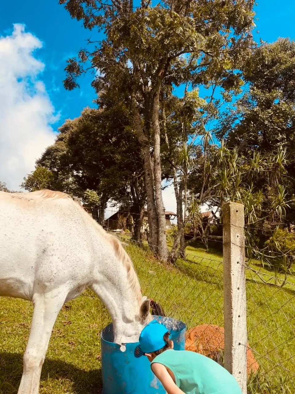 Criança com boné azul observando um cavalo branco se alimentando em um tambor azul