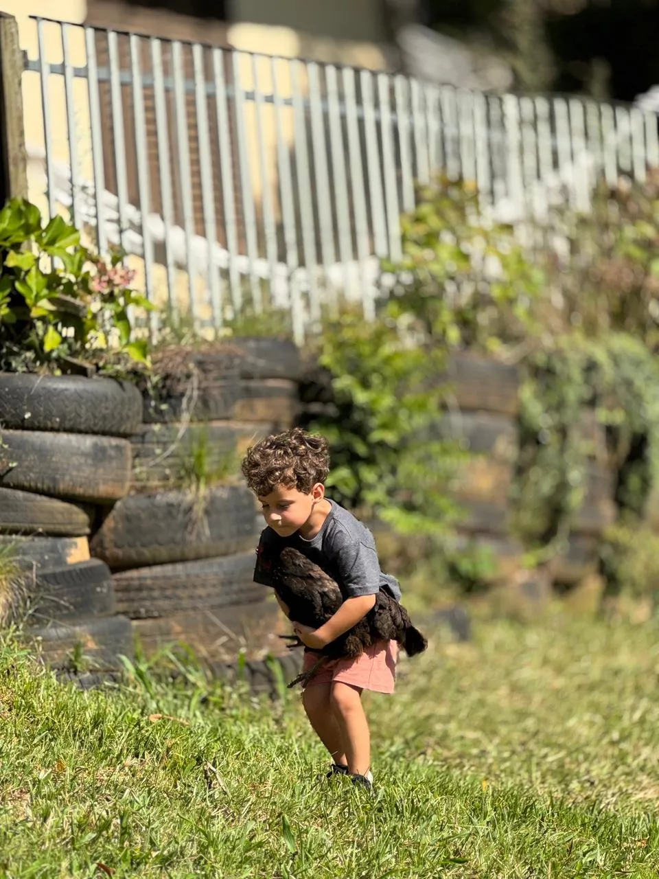 Menino pequeno carregando orgulhoso uma galinha preta nos braços pelo gramado verde